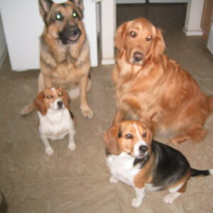 Canine Citizen (CGC)- 6 Week Course Beginning 9/16/23 @ 10am (non refundable fee)