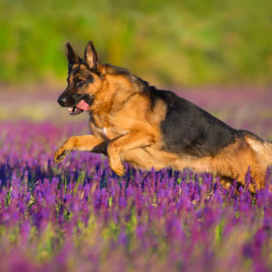 OUTDOOR CLASS  - 6 Week Course Beginning  7/27/24 @ 9AM (non refundable fee)