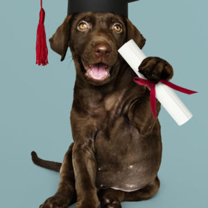 Advance Obedience - 6 Week Course Beginning 3/19/24 @ 4:30pm